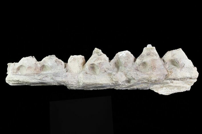 Tylosaurus Jaw Section - Smoky Hill Chalk, Kansas #70268